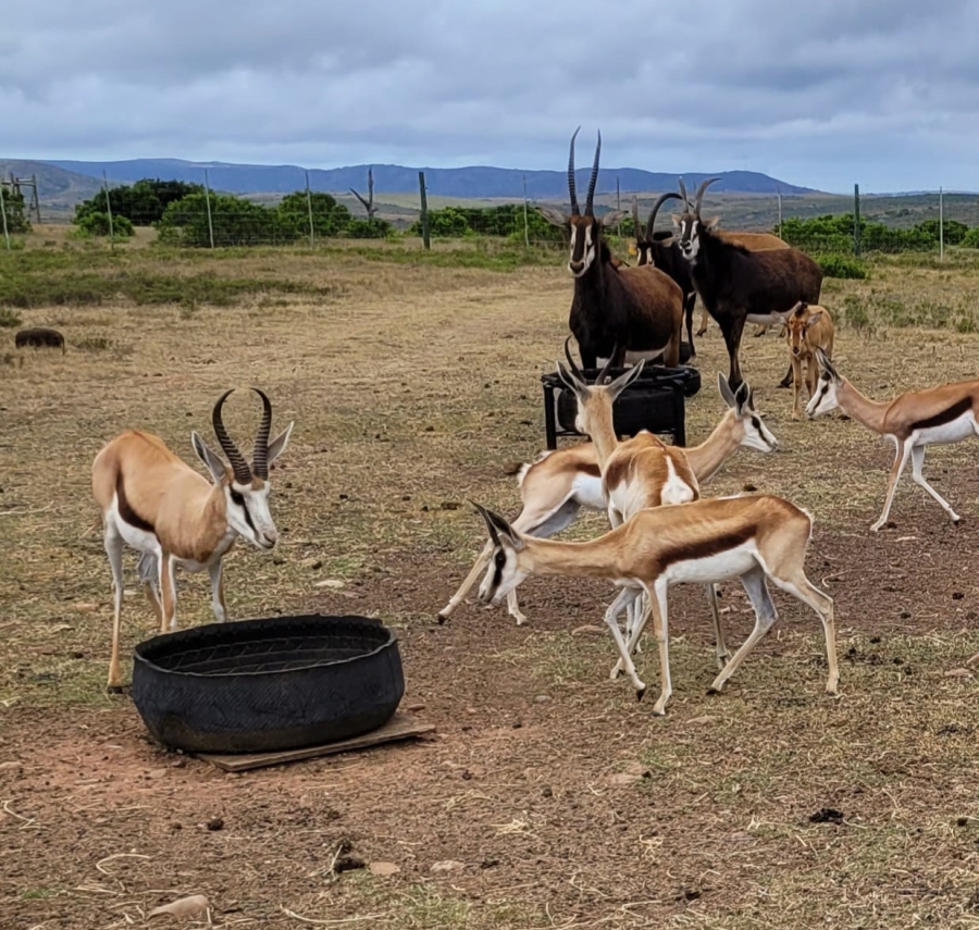 12 Bedroom Property for Sale in Mossel Bay Rural Western Cape